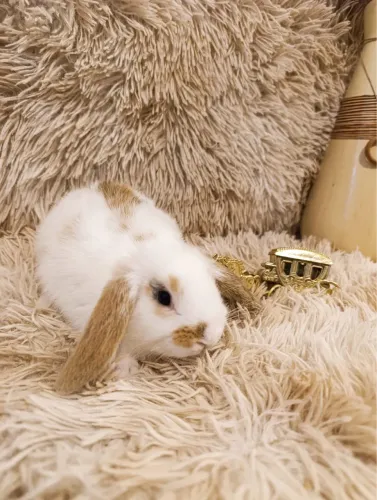 Coelho mini lop