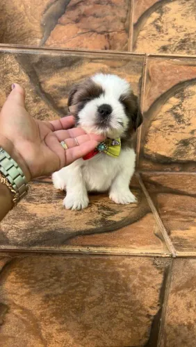 Shih Tzu carinhoso