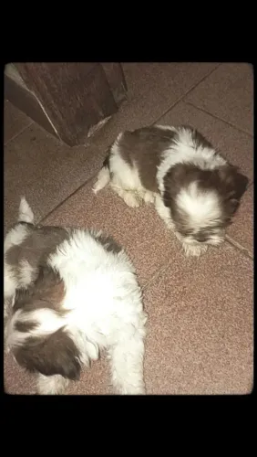 Vende se Shitzu