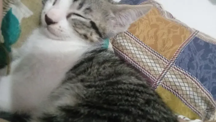 Doa-se gato filhote macho