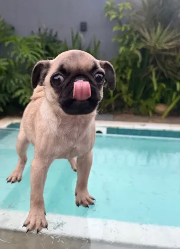 Pug fofinha bem branca