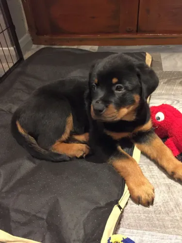 Filhote de Rottweiler