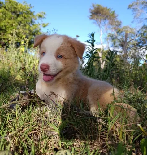 Lindos Border Collie