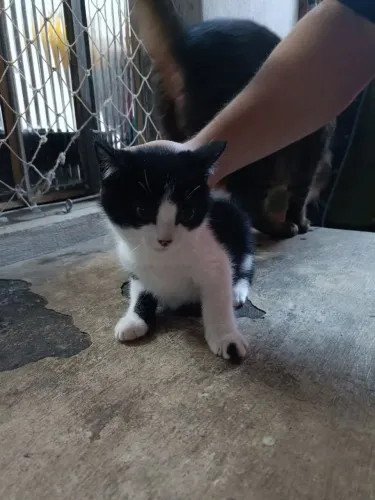 Doação gato filhote macho