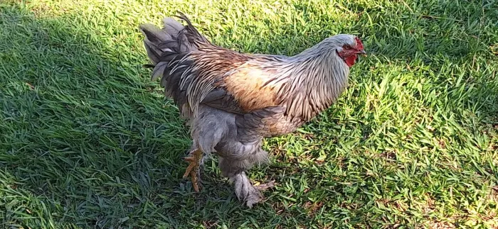 Galos brhama
