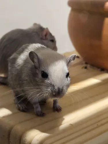 Filhotes de Esquilo da Mongólia (Gerbil) - Fêmeas