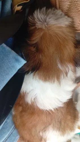 Um novo amigo.