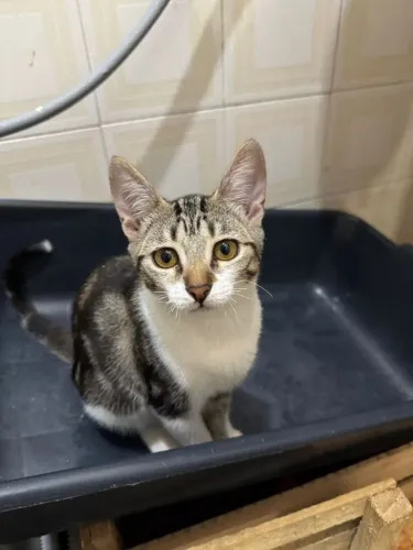 gatos para doacao
