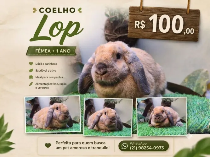 Mini coelhos jovens e adultos