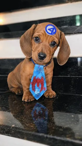 Ultimo basset macho
