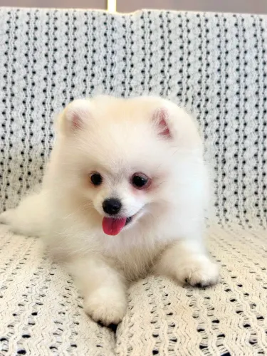 Spitz Alemão Anão (Fêmea)