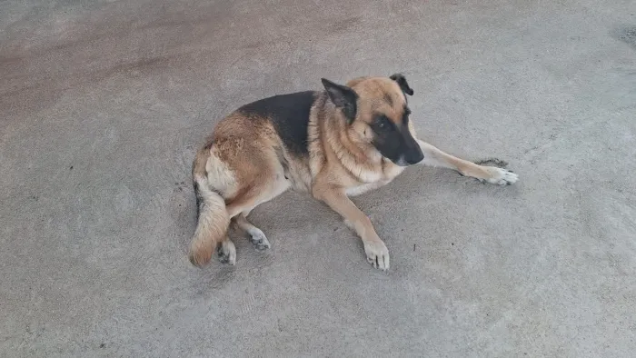 Cachorro