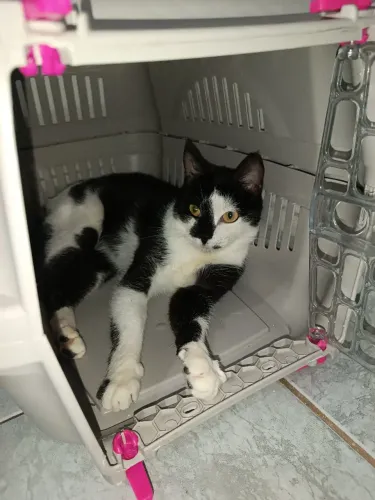 Negresco Gata Fêmea