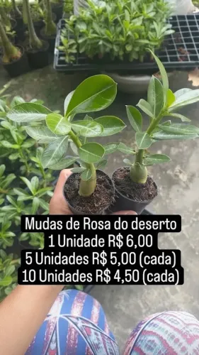 Mudinhas de Rosas do Deserto