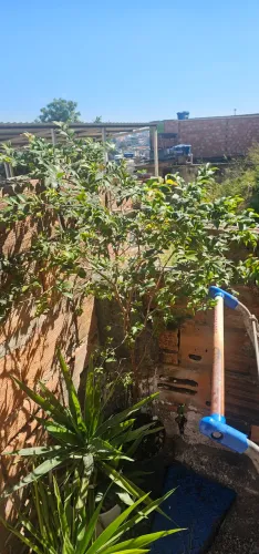 Jabuticaba Sabará