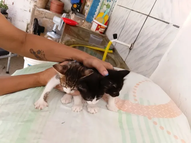 DOAÇÃO GATOS 1MES