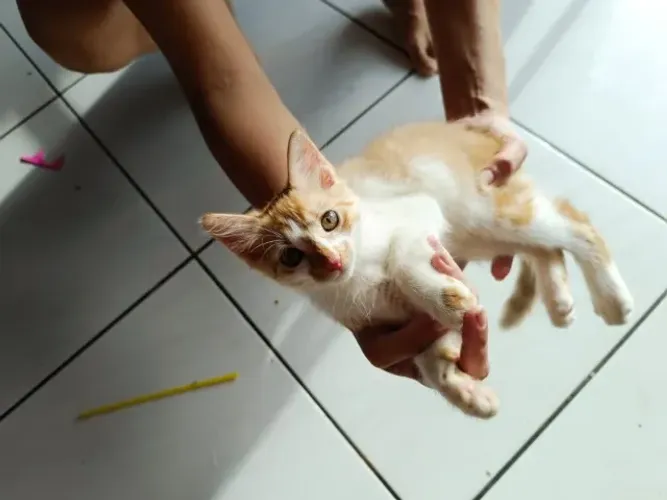 Doação gato