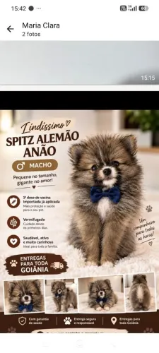 SPITZ ALEMÃO PROMOÇÃO PEDIGREE CBKC