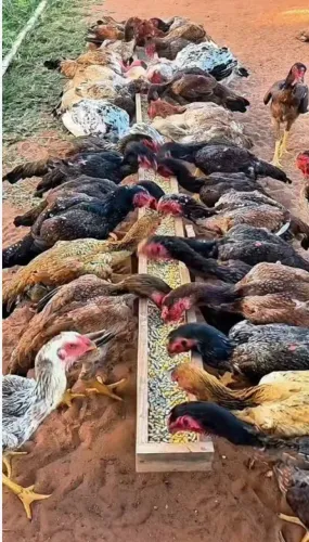 Galinhas e galos caipiras
