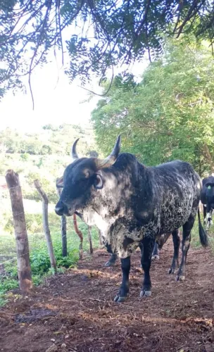 Bois / touros à venda!! Ótima oportunidade!!
