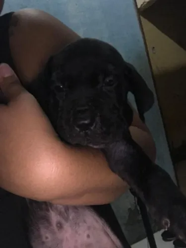 Filhotes de cane corso com filla brasileiro 