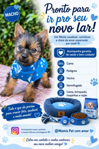 Micro yorkshire terrier 