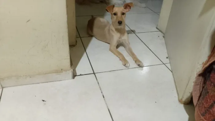 Lilica