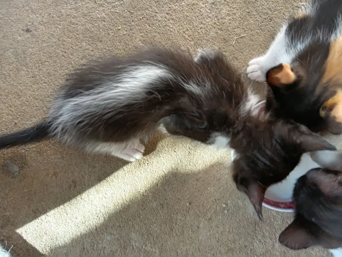 Doação de filhotes de Gato