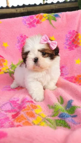 Shihtzu fêmea mini