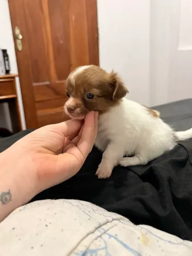 Chihuahua mini