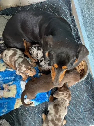 Dachshund