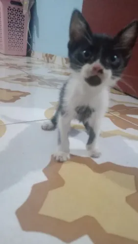 Doação de Gatinho