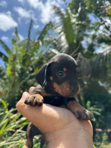 Dachshund miniatura salsicha c pedigree até 10 parcelas no cartão