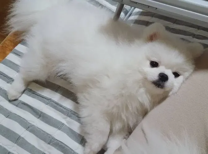 Lulu da Pomerânia