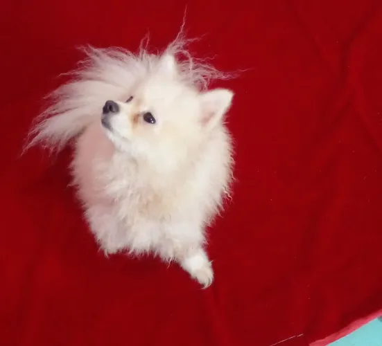 SPITZ ALEMÃO/ LULU DA POMERANHA FÊMEA 