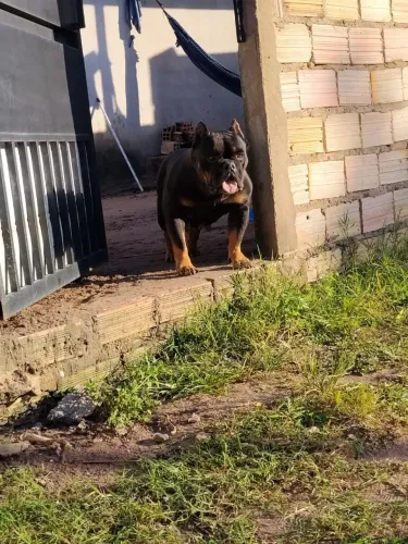 American Bully fêmea. Procurando um namorado pra cruzar