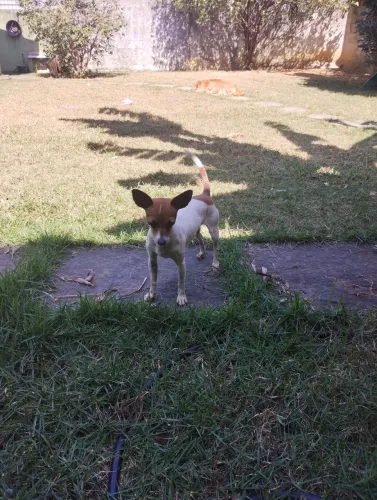 VENDO CADELINHA PINSCHER