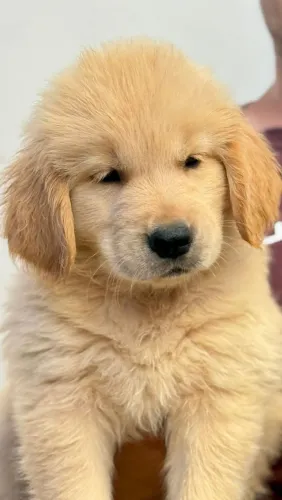 PROMOÇÃO!! Filhote de cachorro Golden retriever + Kit