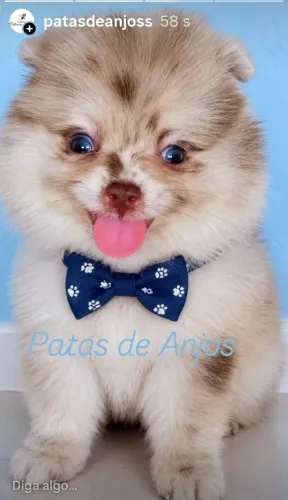Spitz Chocomerle 