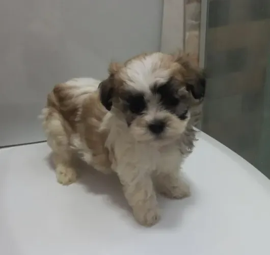 Shih tzu lindao bem querido