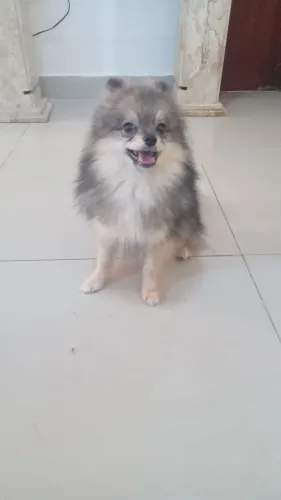Lindo filhote spitz alemão macho. 