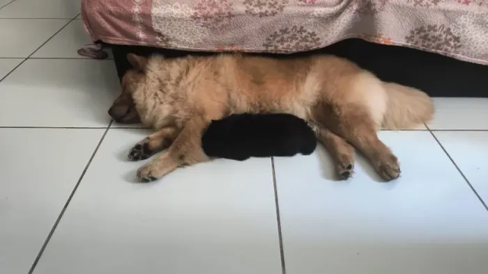 VENDO FILHOTE DE CHOW CHOW RAÇA PURA