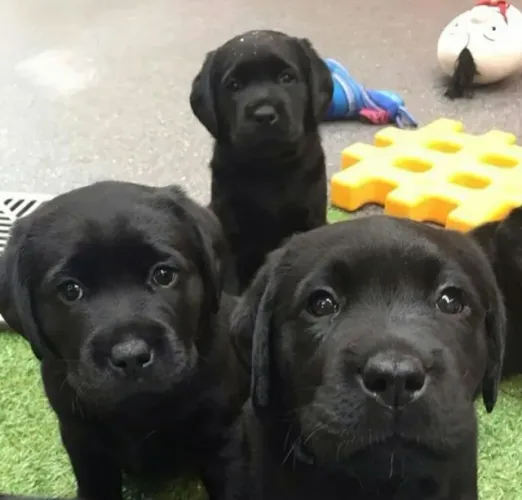 Labrador Carinho que vive por perto
