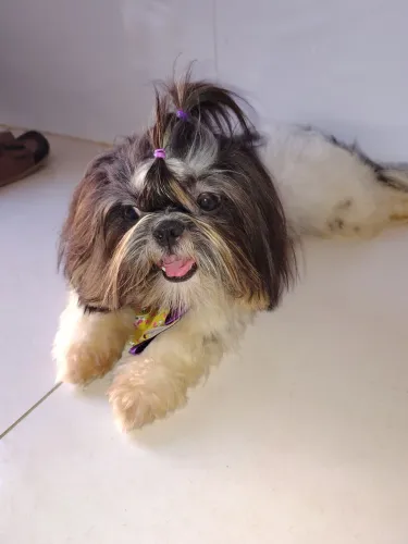 Cachorro