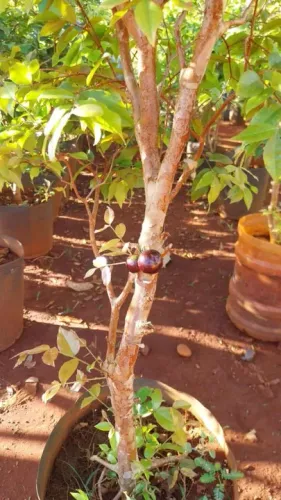 Jabuticaba produzindo 