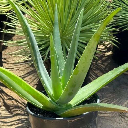 Aloe Vera tamanho grande. 