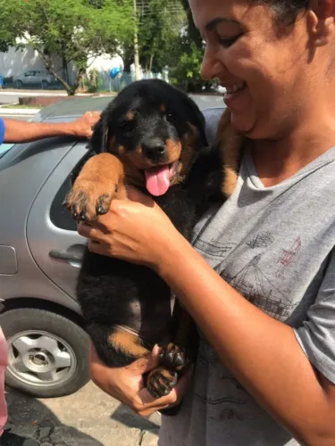 Rottweiler Padrão Alemão, cabeça de Touro Com Todo o pós venda que você Precisa