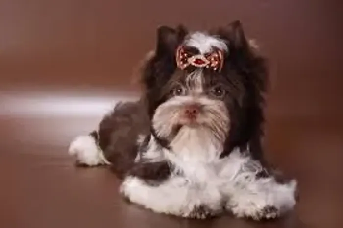 Você não pode perder! Última filhote de yorkshire birô fêmea! 63 dias