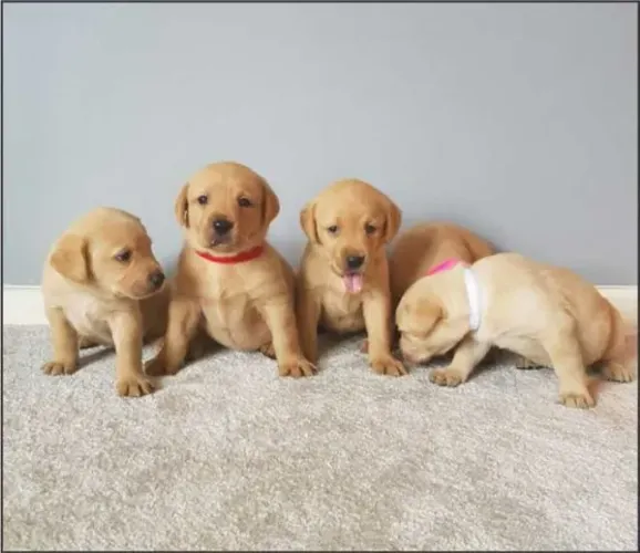 Labrador temos raças de micro, pequeno, medio e grade porte