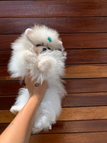 Filhote de Spitz Alemão Anão (Lulu da Pomerânia) Princesa